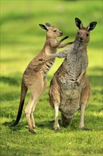 Western gray kangaroo (Macropus fuliginosus)