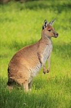 Western gray kangaroo (Macropus fuliginosus)