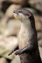 Oriental small-clawed otter (Amblonyx cinerea)