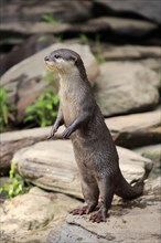 Oriental small-clawed otter (Amblonyx cinerea)