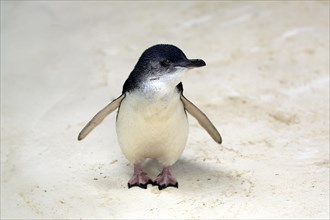 Little penguin (Eudyptula minor)