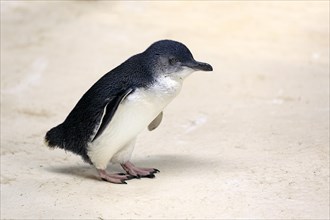 Little penguin (Eudyptula minor)