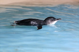 Little penguin (Eudyptula minor)