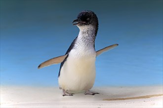 Little penguin (Eudyptula minor)