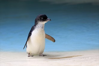 Little penguin (Eudyptula minor)