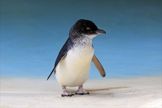 Little penguin (Eudyptula minor)