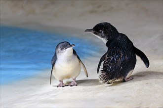 Little penguins (Eudyptula minor)