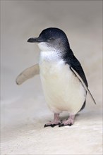 Little penguin (Eudyptula minor)