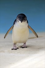 Little penguin (Eudyptula minor)