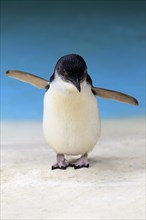 Little penguin (Eudyptula minor)