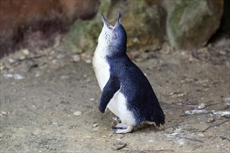 Little penguin (Eudyptula minor)