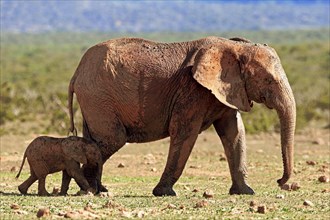 African elephant (Loxodonta africana)