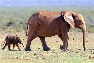 African elephant (Loxodonta africana)