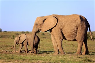 African elephant (Loxodonta africana)