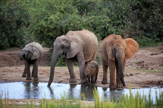 African elephants (Loxodonta africana)