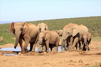 African elephants (Loxodonta africana)