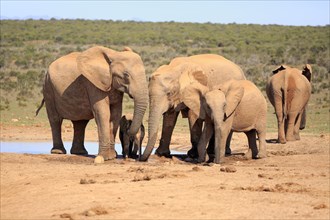 African elephants (Loxodonta africana)