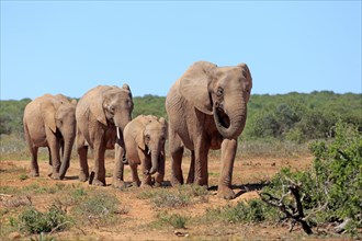 African elephants (Loxodonta africana)