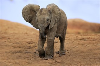 African elephant (Loxodonta africana)