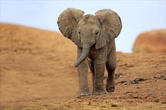 African elephant (Loxodonta africana)