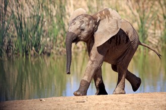 African elephant (Loxodonta africana)