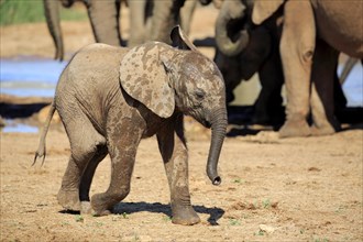 African elephant (Loxodonta africana)