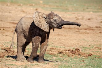 African elephant (Loxodonta africana)