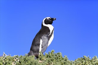 African penguin (Spheniscus demersus)