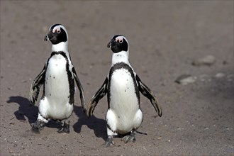 Two African penguins (Spheniscus demersus)