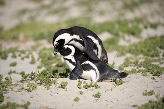 African penguins (Spheniscus demersus)