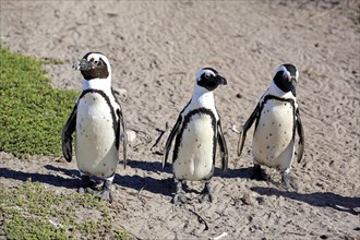 Three African penguins (Spheniscus demersus)