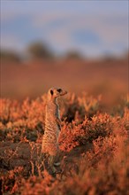Meerkat (Suricata suricatta)