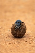 Dung beetle (Scarabaeus sacer)