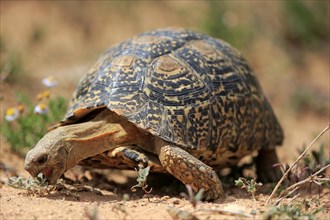 Leopard tortoise (Testudo pardalis)