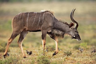 Zambezi greater kudu (Strepsiceros zambesiensis)