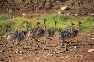 South African ostriches (Struthio camelus australis)
