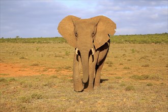 African elephant (Loxodonta africana)