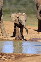 African elephant (Loxodonta africana)