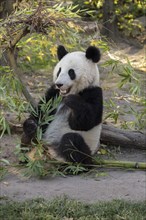 Giant panda (Ailuropoda melanoleuca)