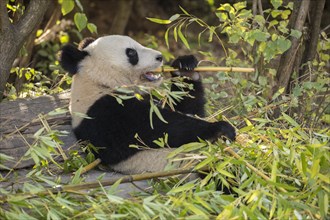 Giant panda (Ailuropoda melanoleuca)