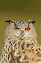 Siberian Eagle Owl (Bubo bubo sibiricus)