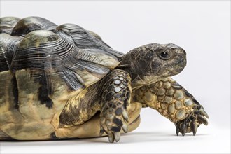 Marginated tortoise (Testudo marginata)