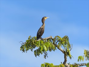 Neotropic cormorant (Phalacrocorax brasilianus) on branch