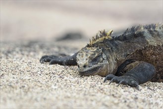 Galapagos marine iguana (Amblyrhynchus cristatus) lying in sand