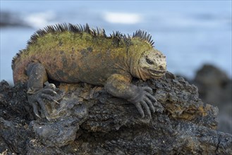 Galapagos marine iguana (Amblyrhynchus cristatus) lying on lava rock