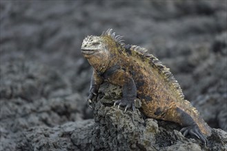 Galapagos marine iguana (Amblyrhynchus cristatus) on lava rock