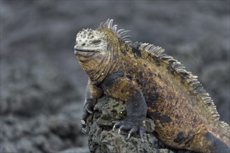 Galapagos marine iguana (Amblyrhynchus cristatus) on lava rock