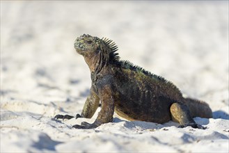 Galapagos marine iguana (Amblyrhynchus cristatus) sitting in sand on beach