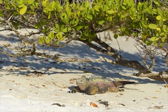 Galapagos marine iguana (Amblyrhynchus cristatus) sitting under bush on beach