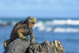 Galapagos marine iguana (Amblyrhynchus cristatus) sunbathing on rock